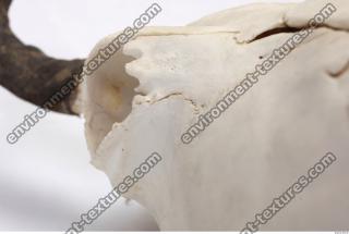 animal skull 0027